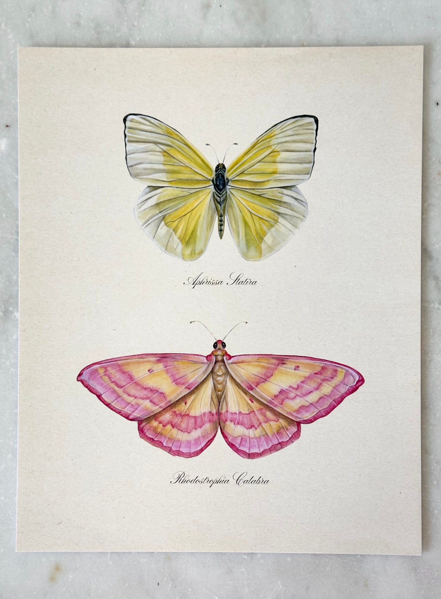 Yellow + Pink Butterflies Print