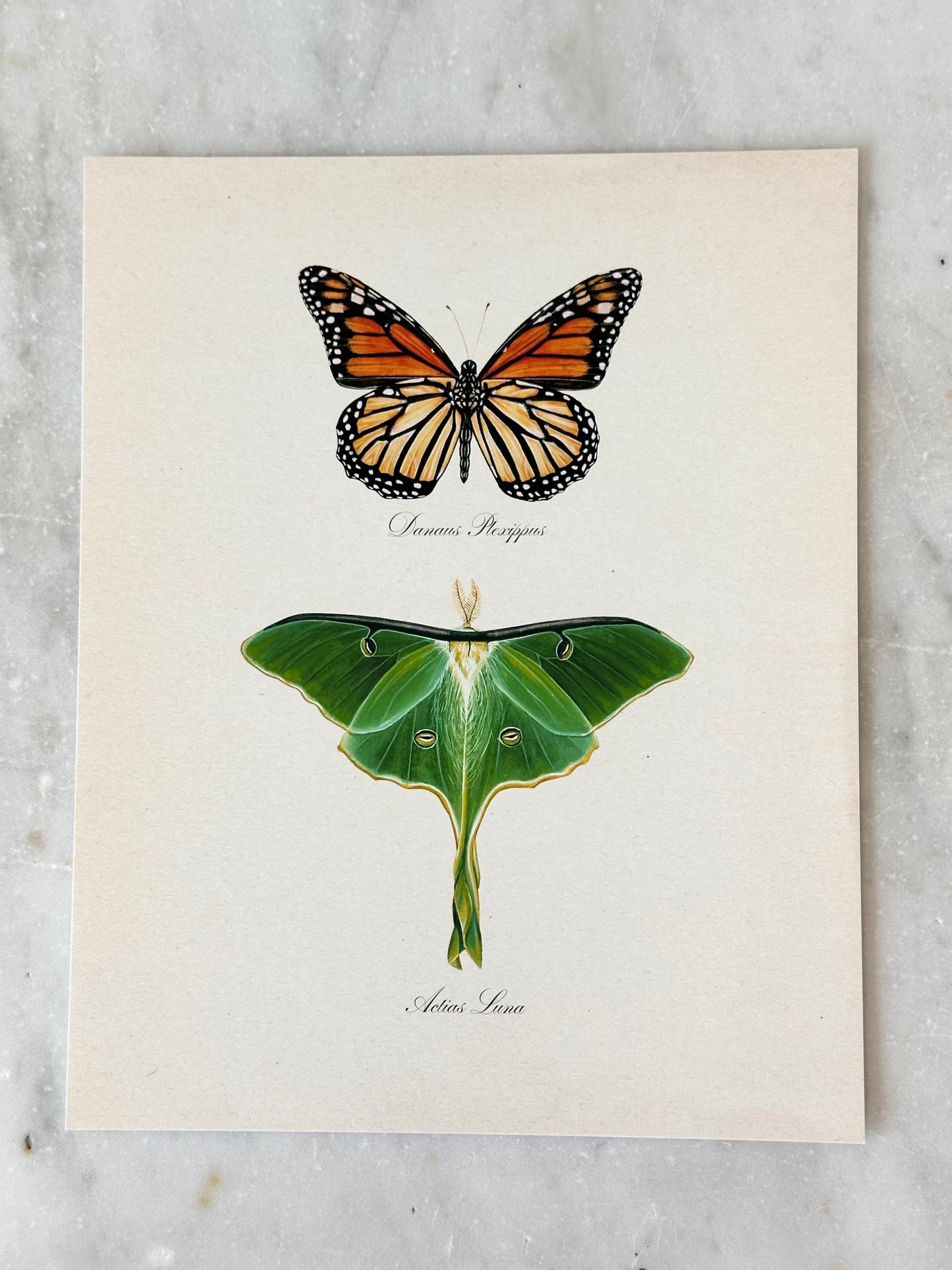Monarch Butterfly + Luna Moth Print