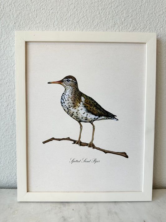 Sandpiper Bird Print