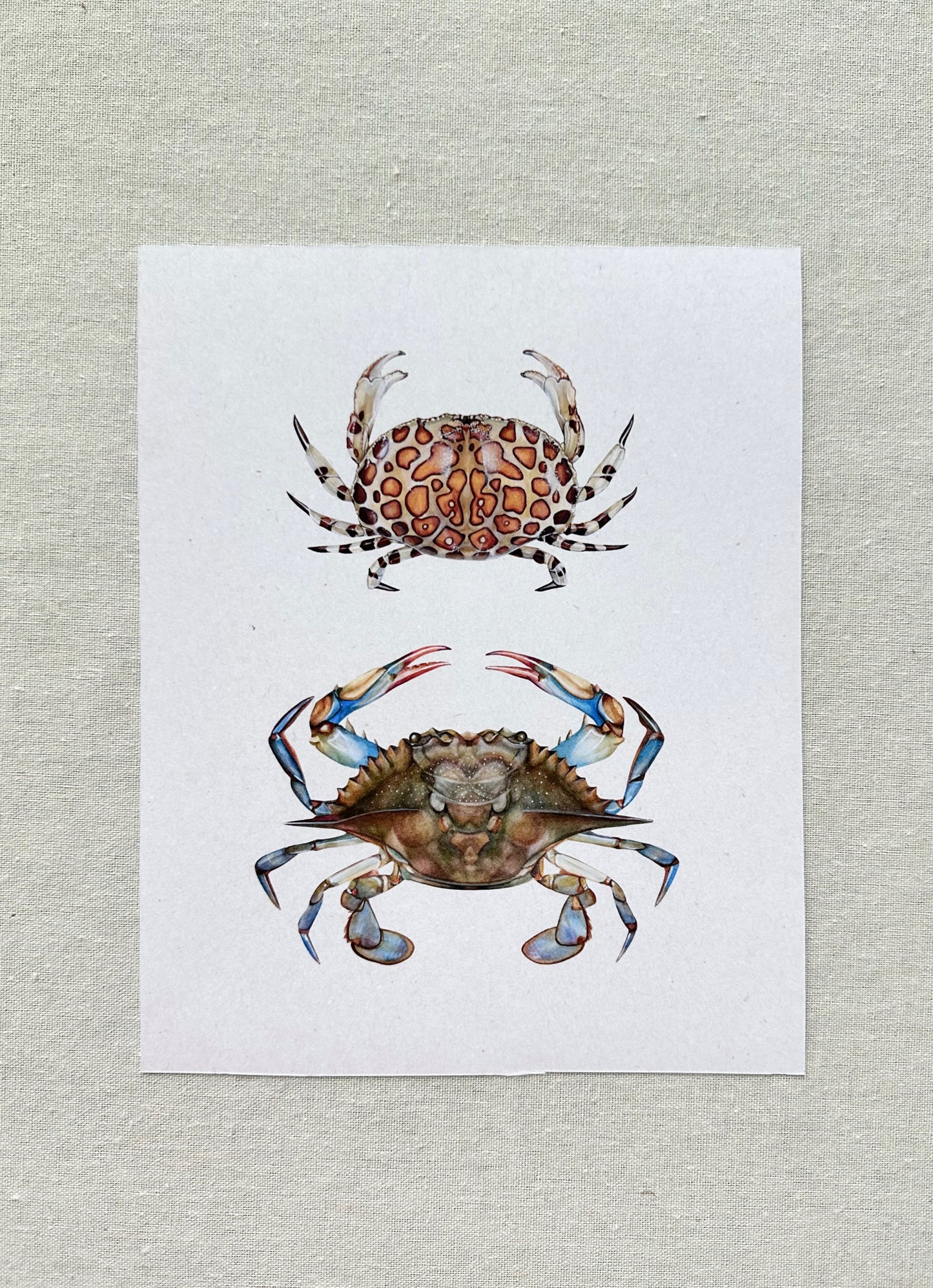 Blue and Calico Crab Print