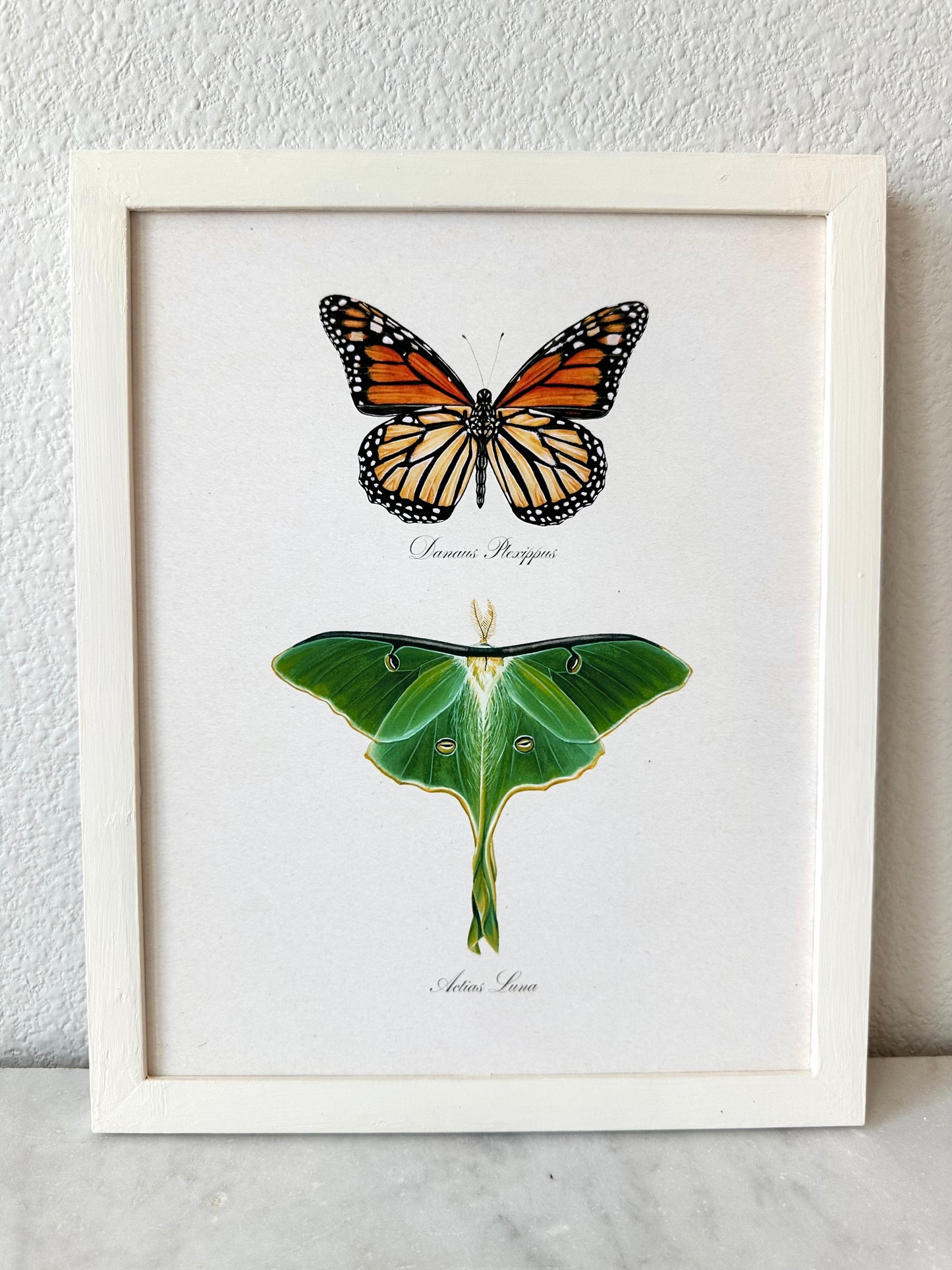 Monarch Butterfly + Luna Moth Print