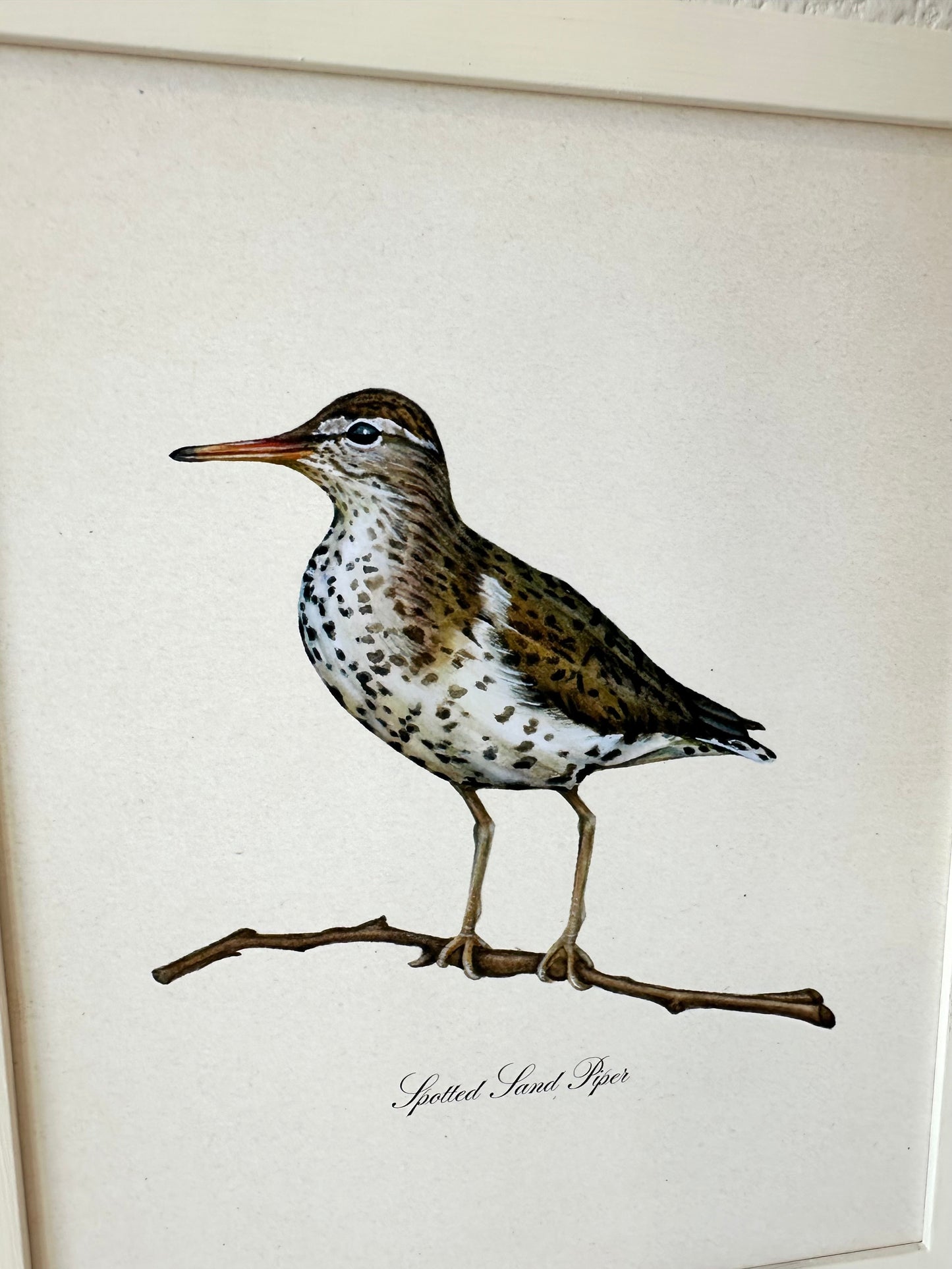 Sandpiper Bird Print