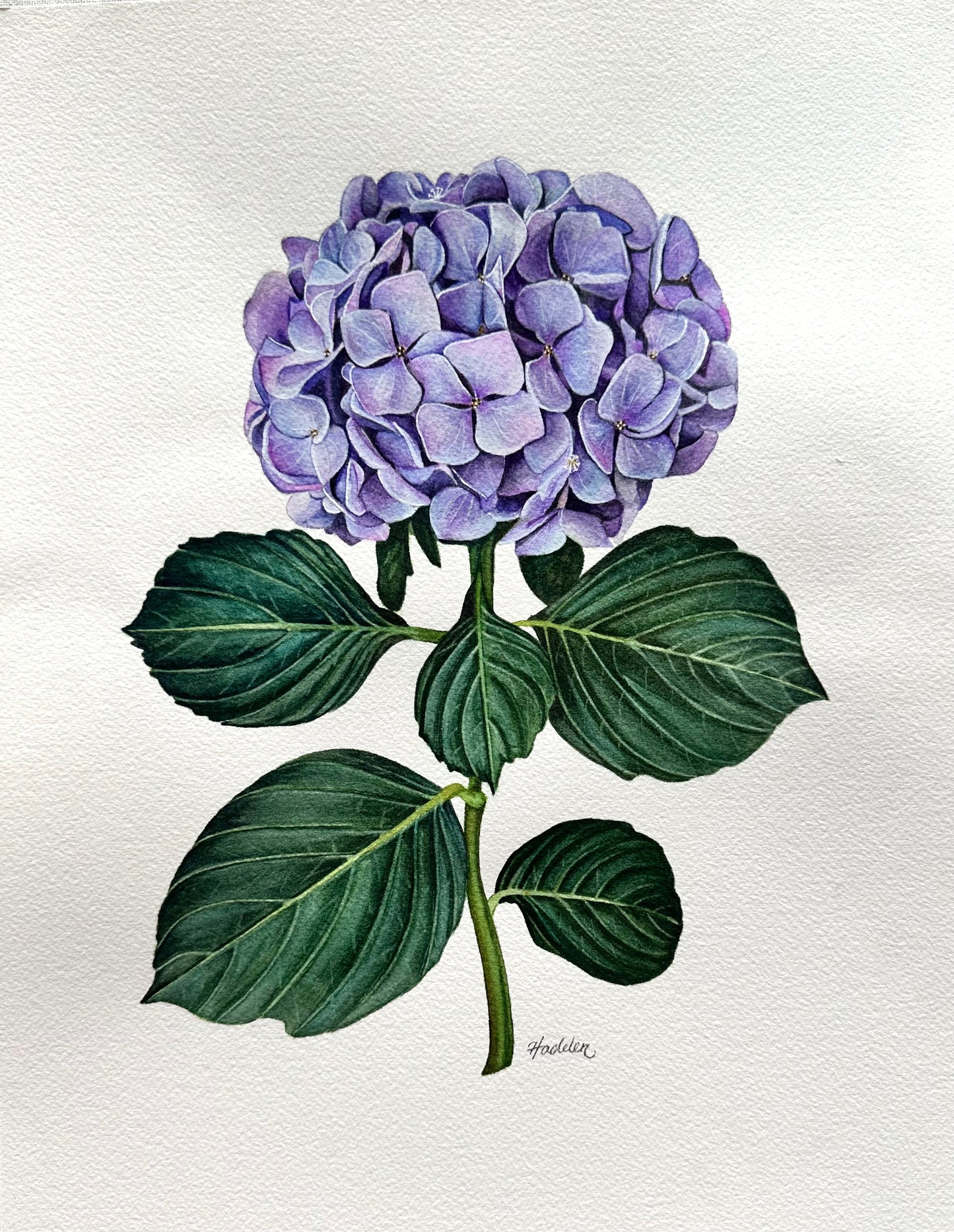 Purple Hydrangea | Original Painting