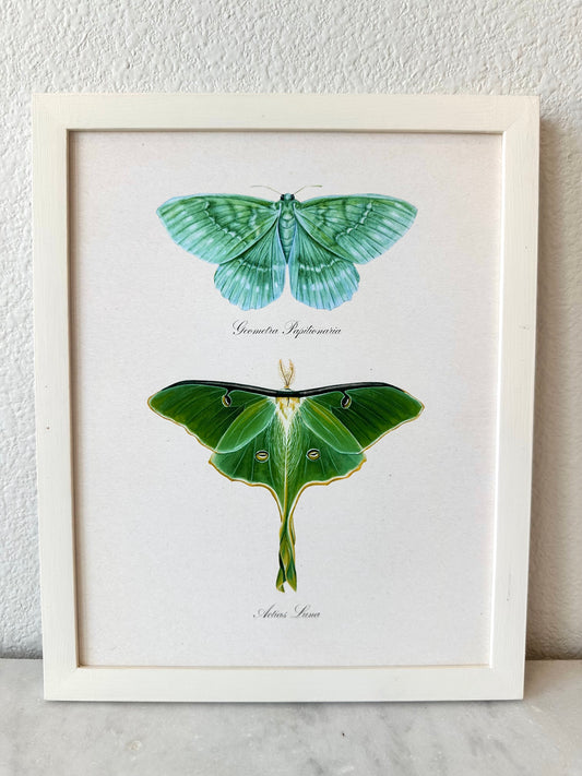 Emerald + Luna Moths Print