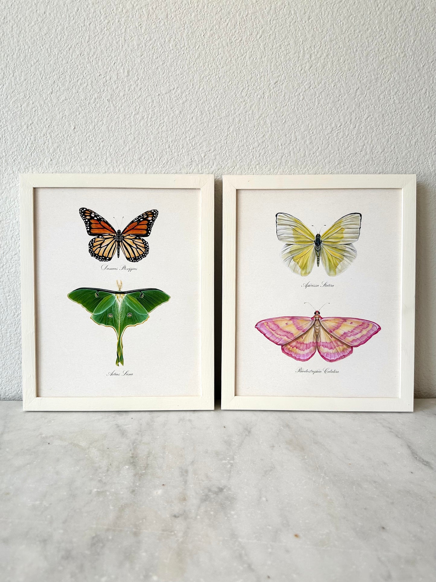 Monarch Butterfly + Luna Moth Print