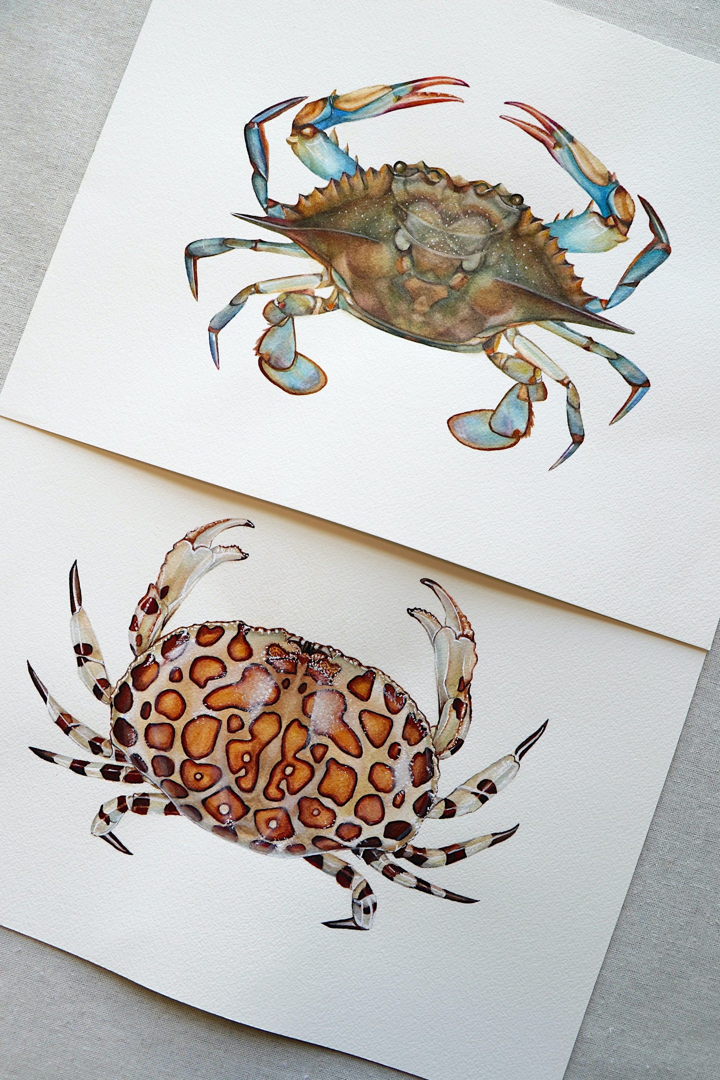 Calico Box Crab | Original Painting