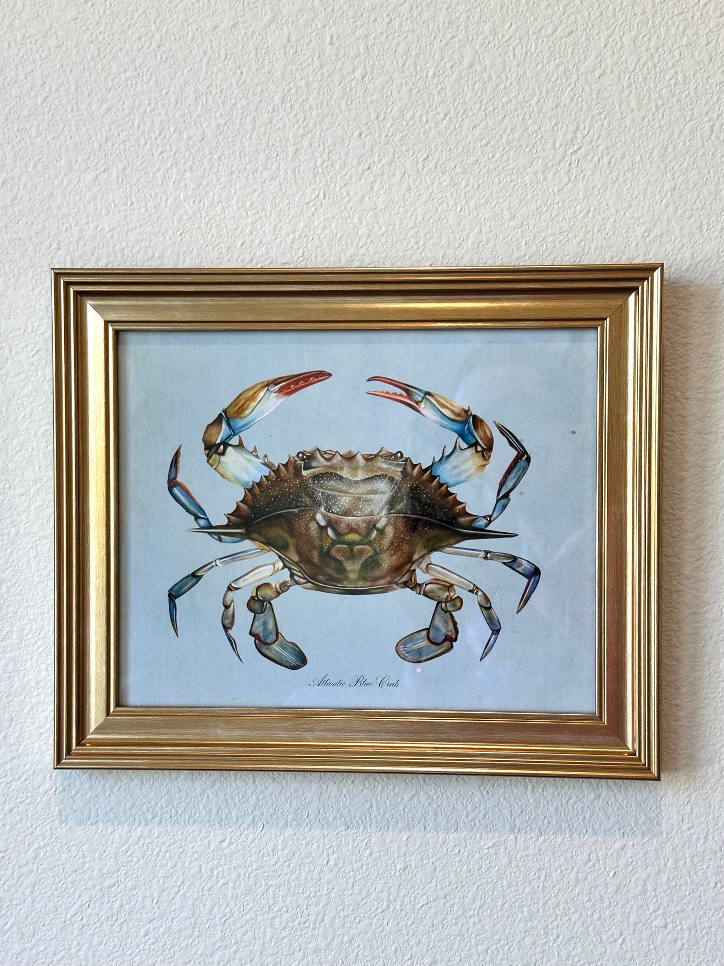 Framed Blue Crab on Blue