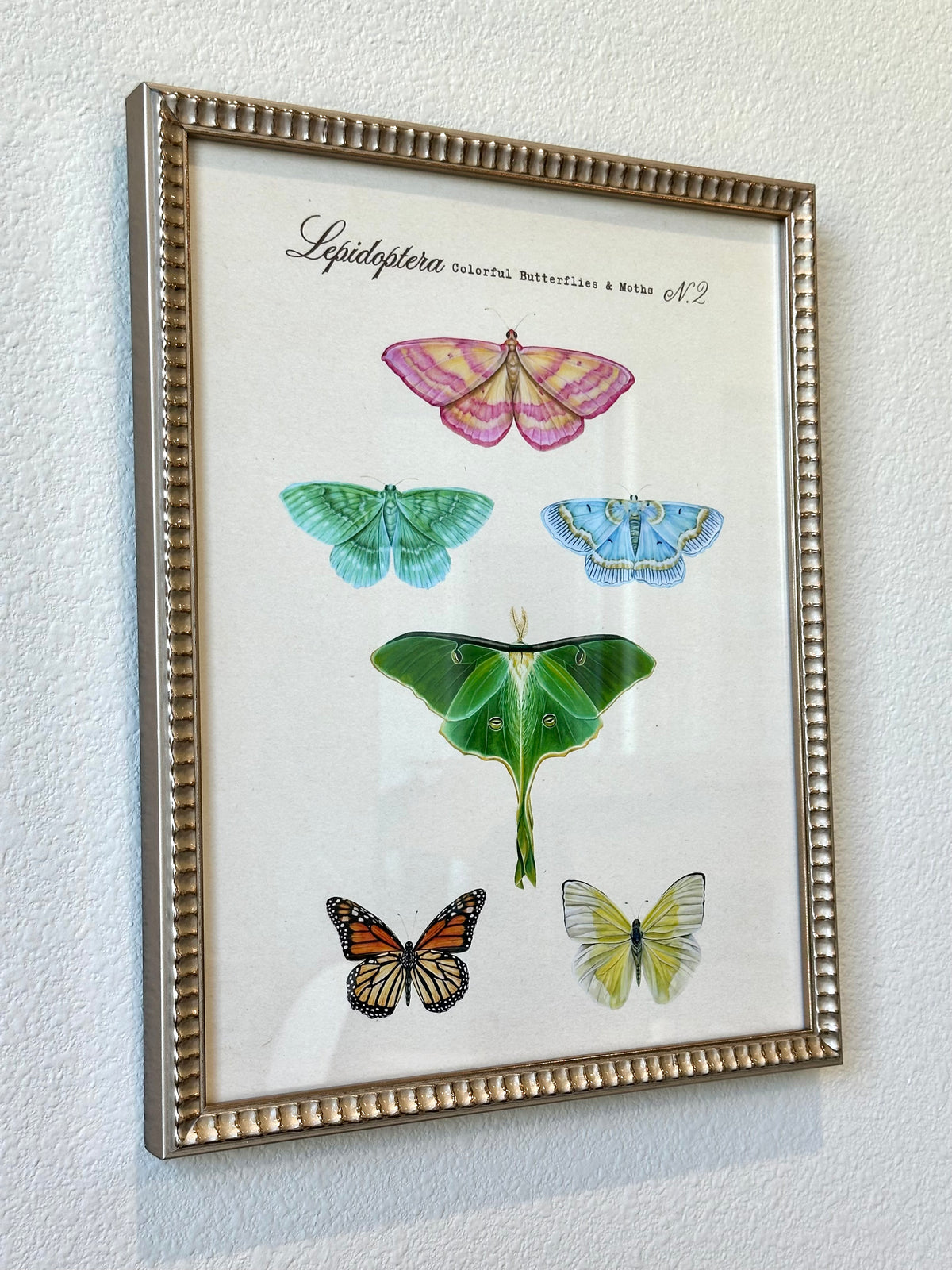 Butterfly + Moth Taxonomy #2 Print