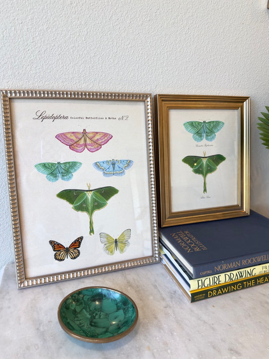 Butterfly + Moth Taxonomy #2 Print