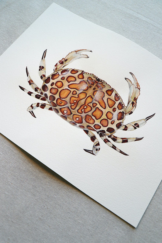 Calico Box Crab | Original Painting