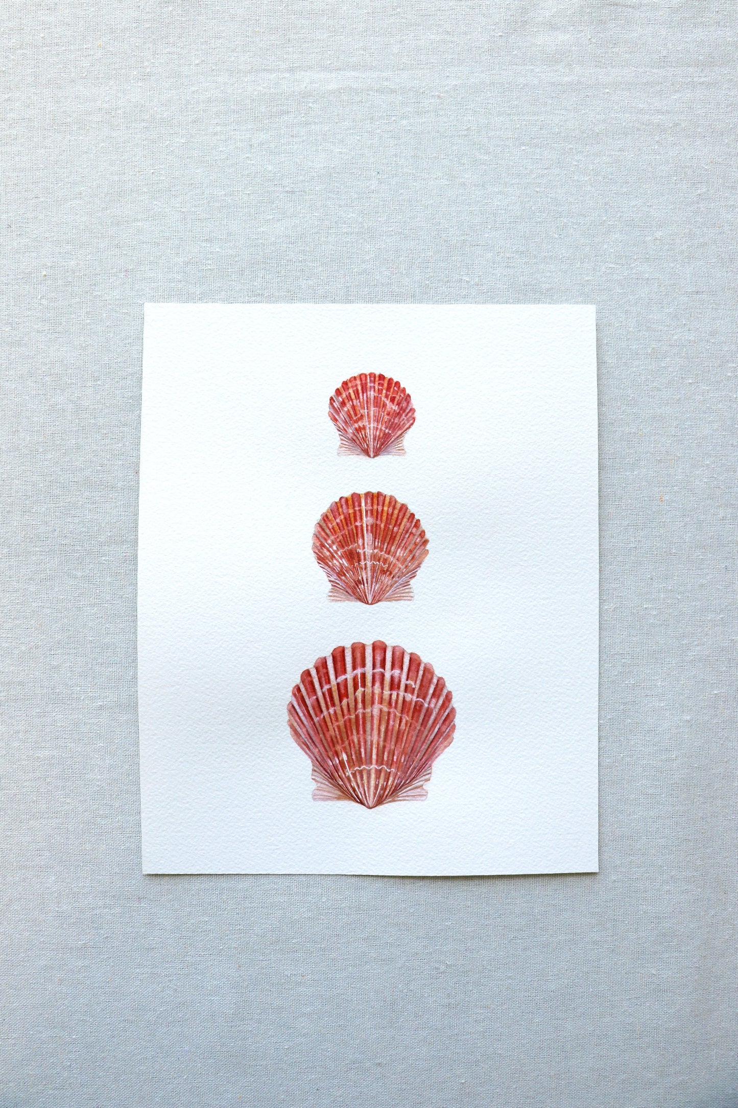 Calico Scallops | Original Painting