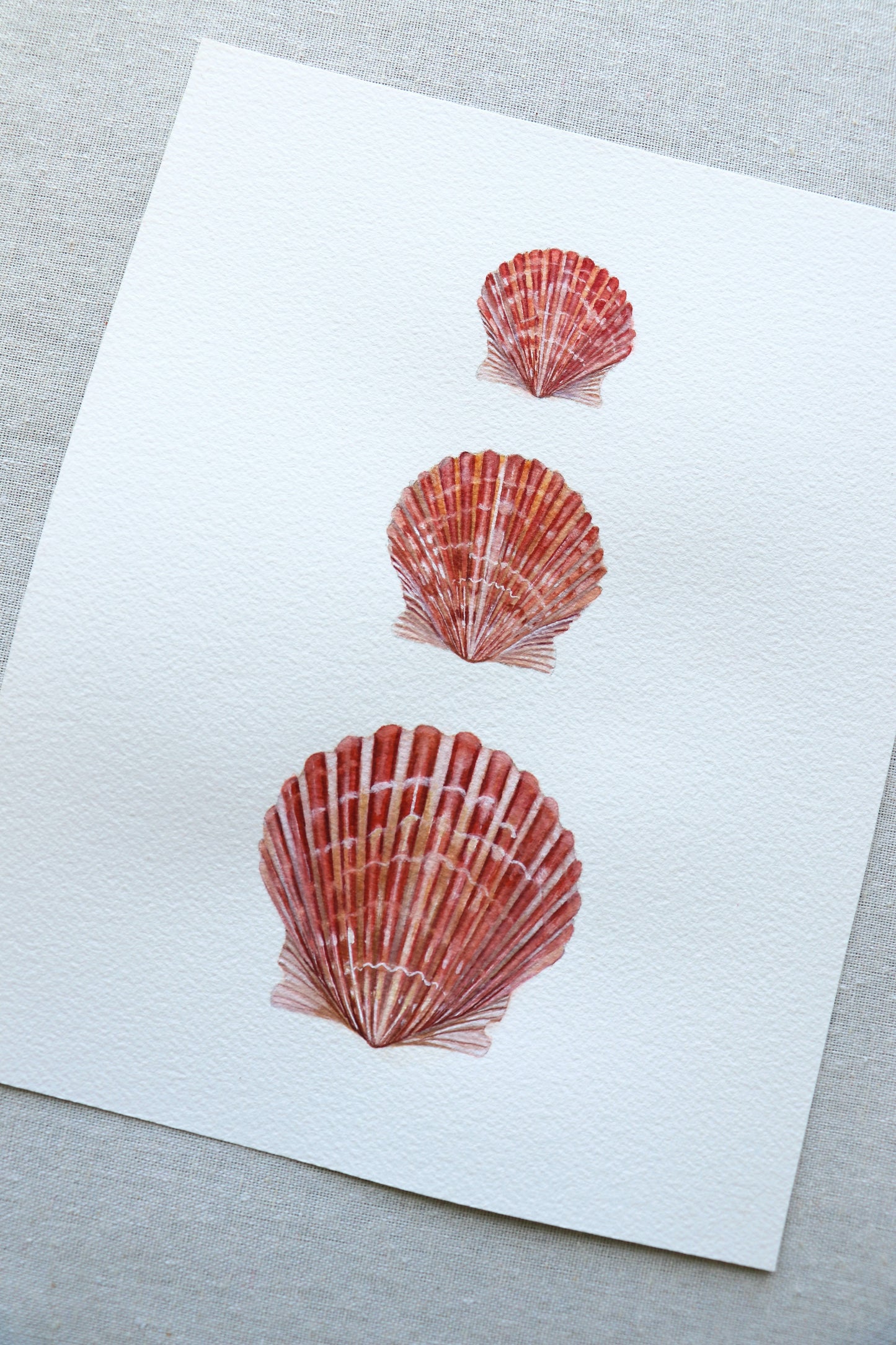 Calico Scallops | Original Painting