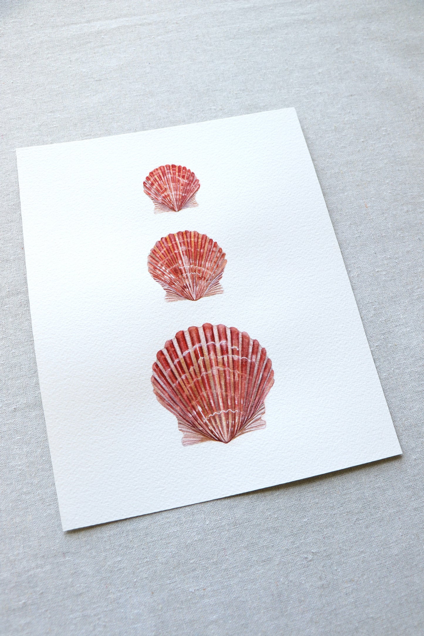Calico Scallops | Original Painting