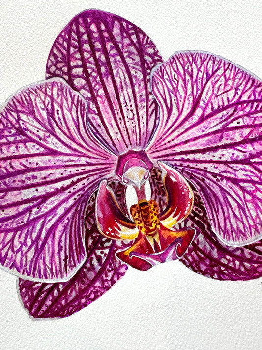 Original Charming Rainbow Orchid