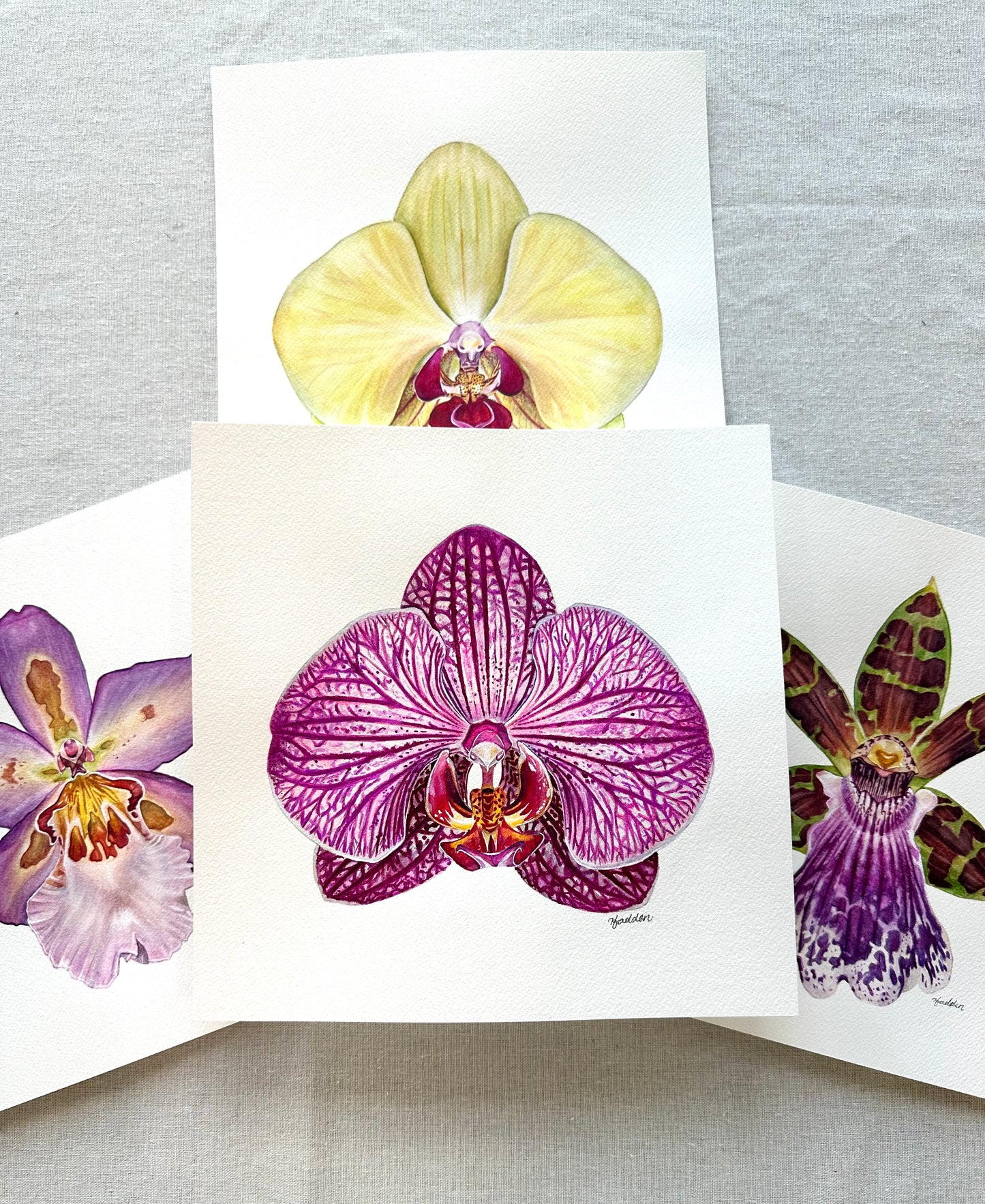 Original Charming Rainbow Orchid