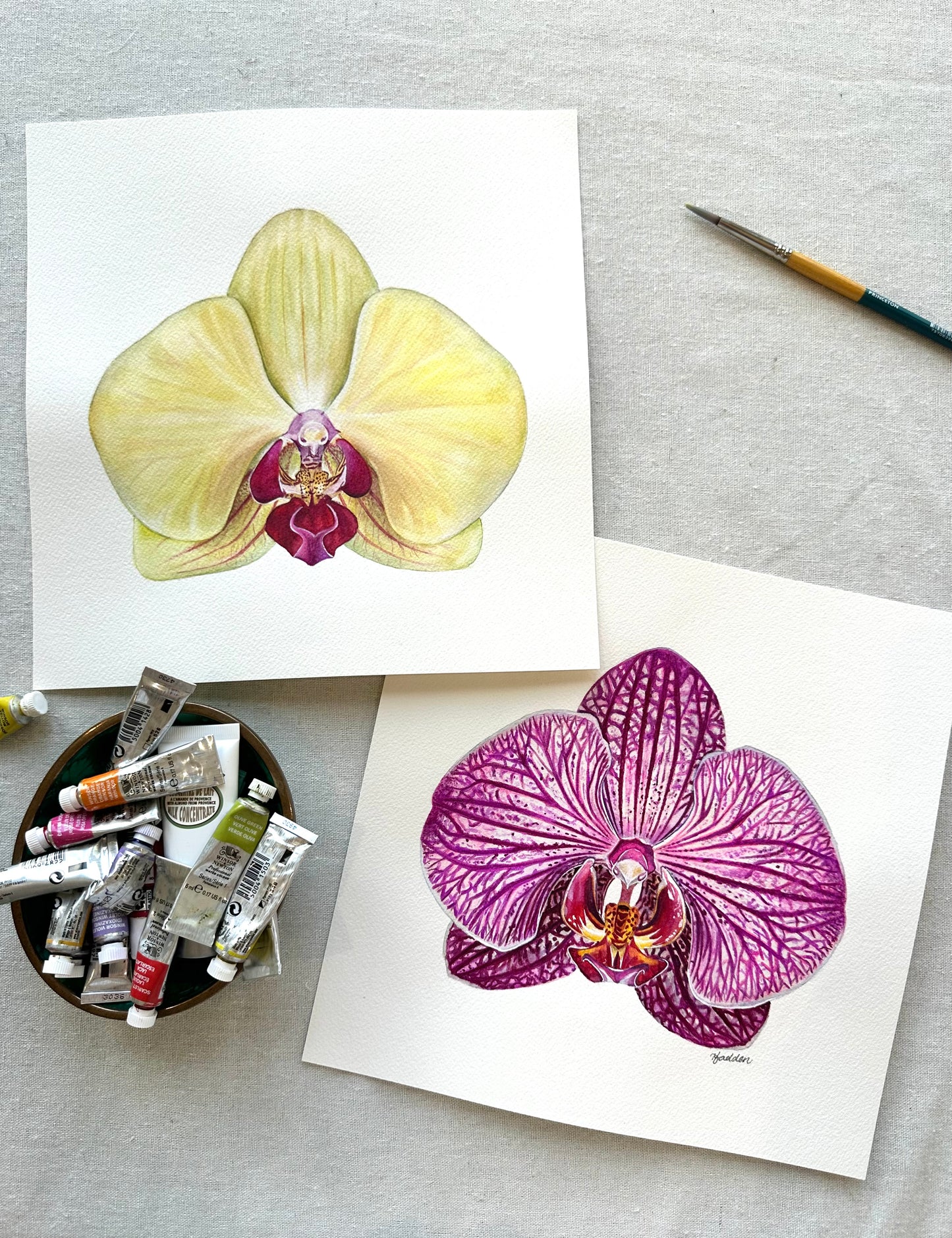 Original Charming Rainbow Orchid