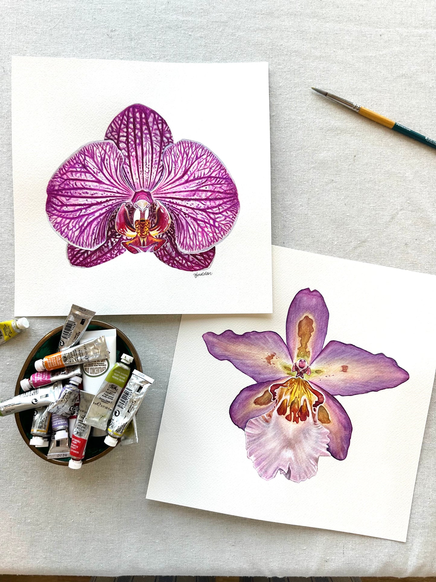 Original Charming Rainbow Orchid