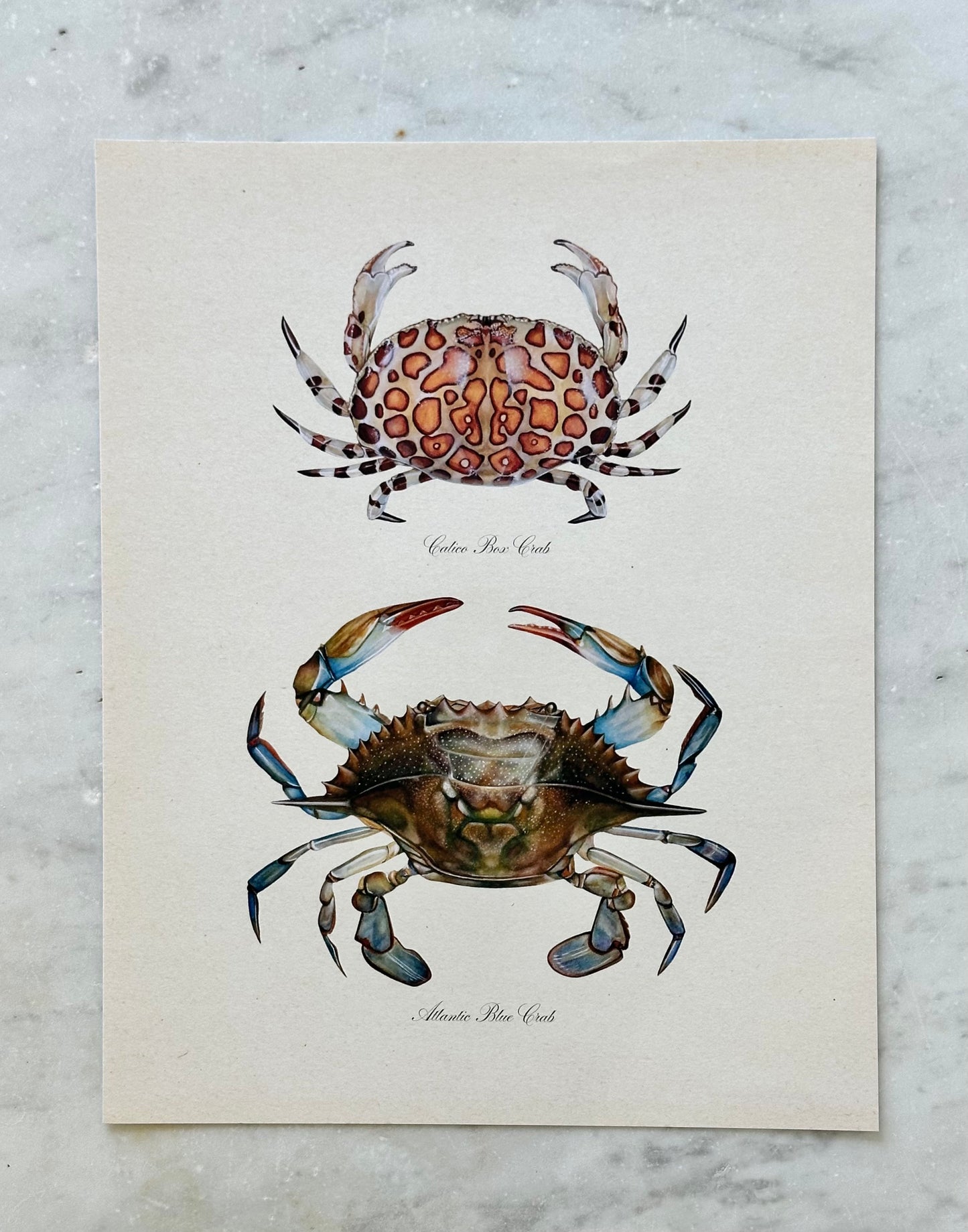 Crab Pair Print