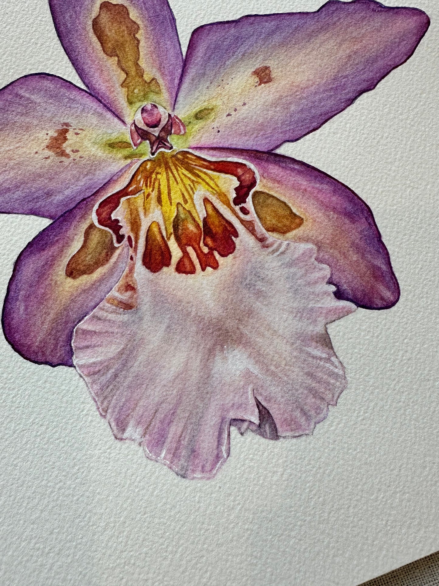 Original Hawaiian Nights Orchid