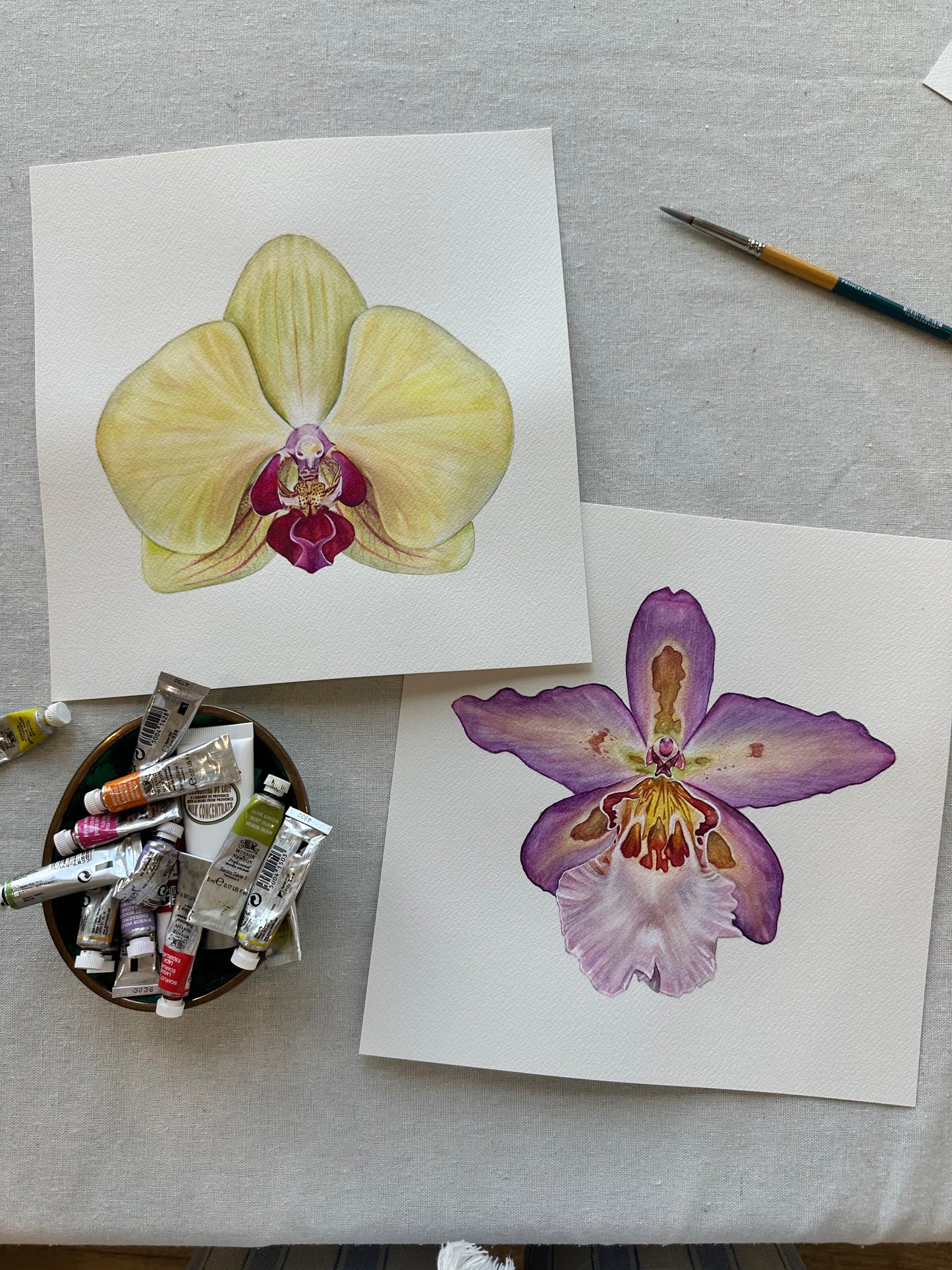 Original Hawaiian Nights Orchid