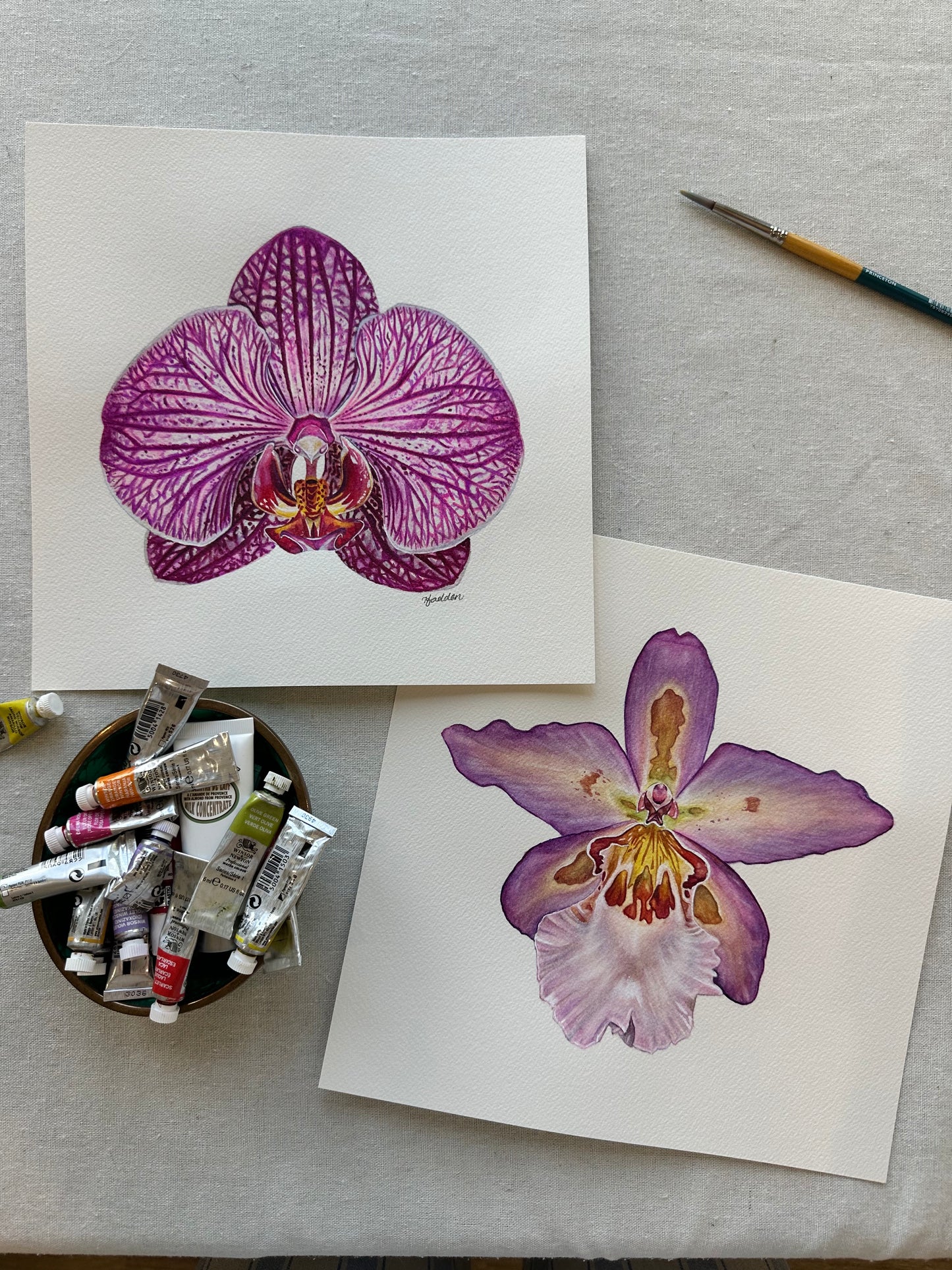 Original Hawaiian Nights Orchid