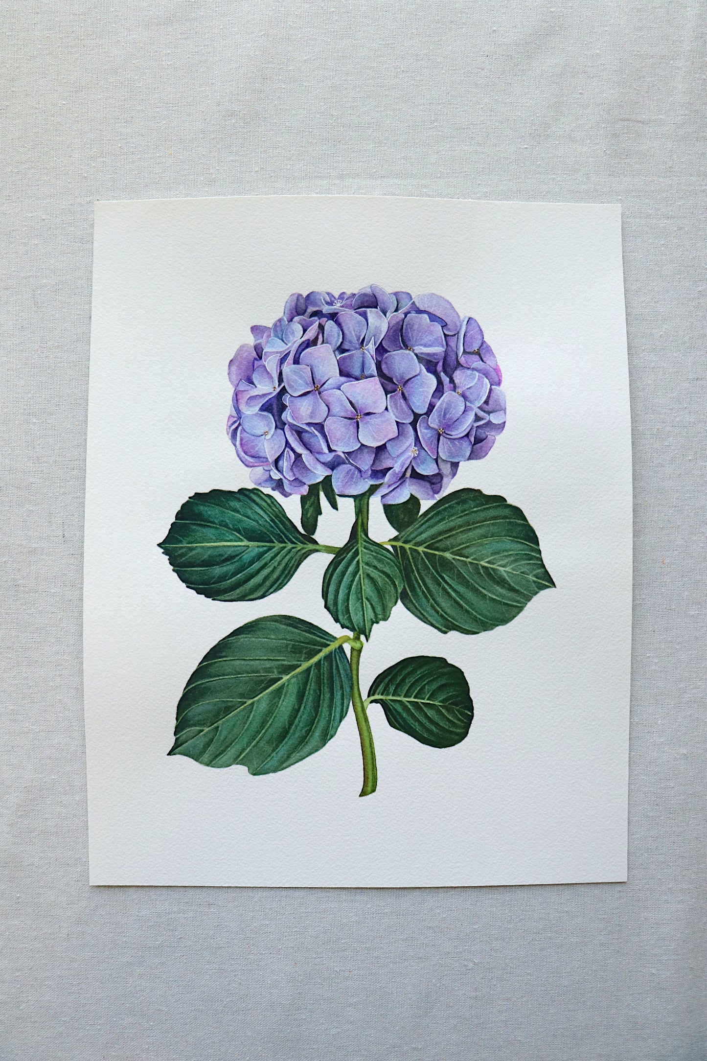 Purple Hydrangea | Original Painting
