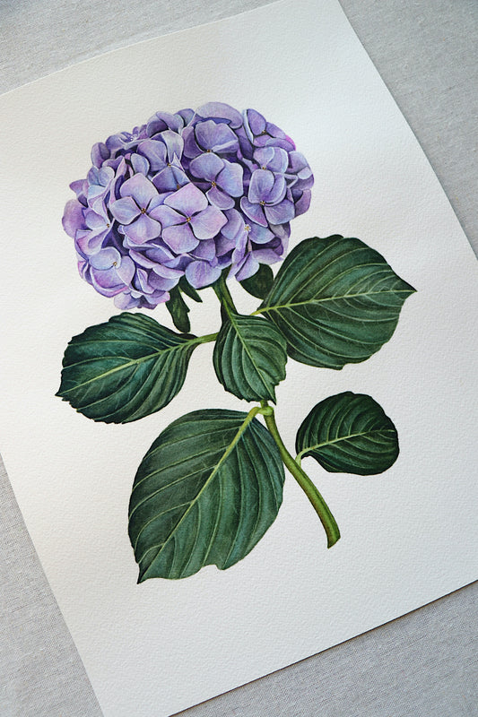 Purple Hydrangea | Original Painting