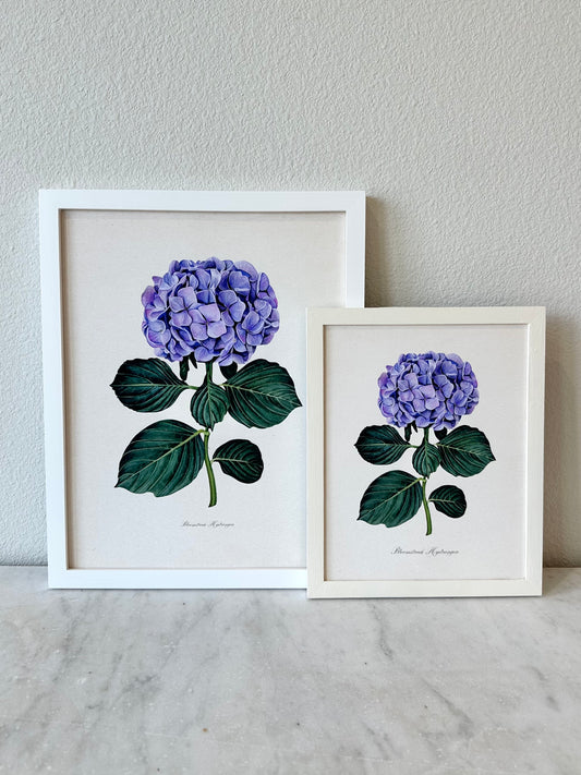 Hydrangea Print