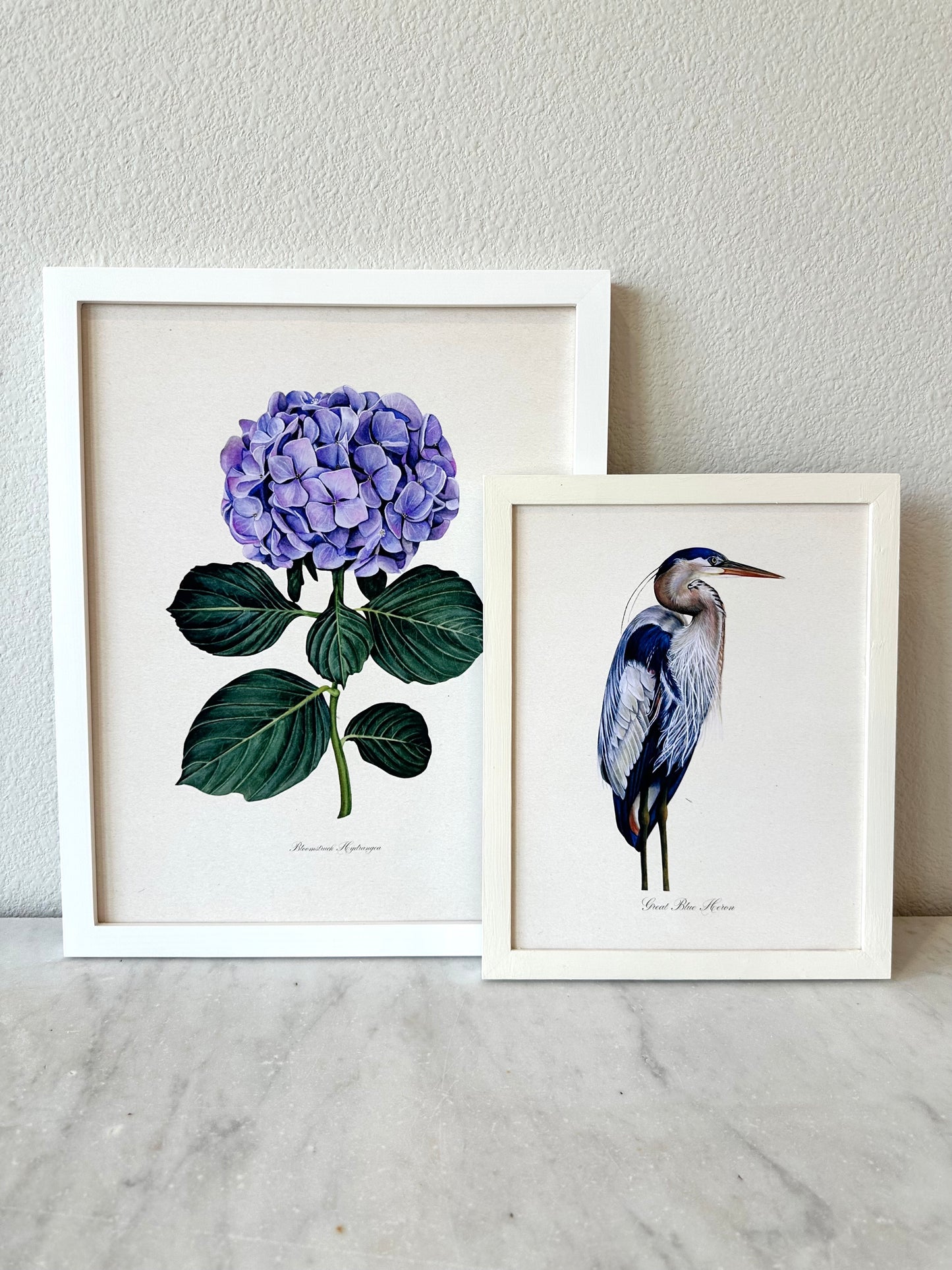 Hydrangea Print