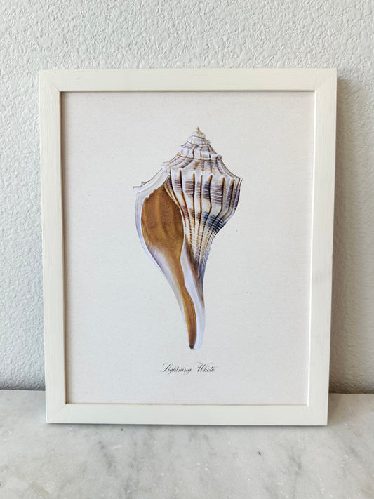 Lightning Whelk Shell Print - Texas State Shell