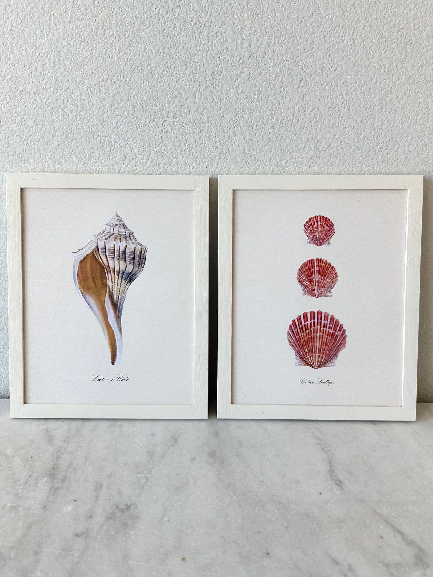Lightning Whelk Shell Print - Texas State Shell