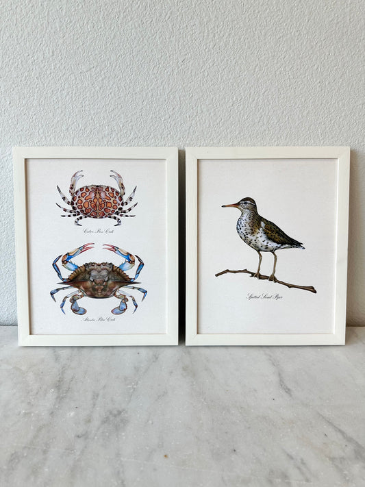 Crab Pair Print