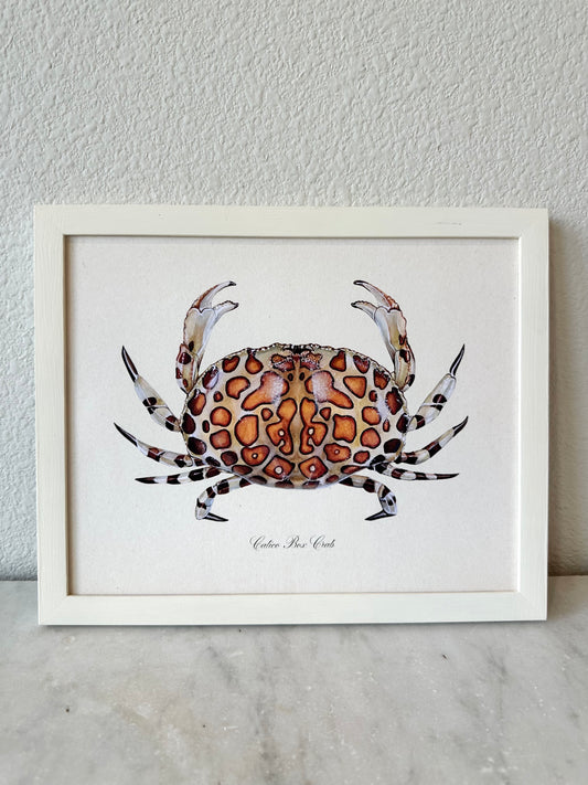 Calico Crab Print