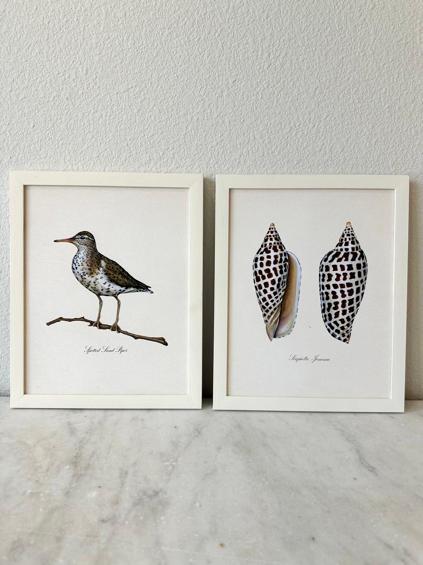 Junonia Shell Print