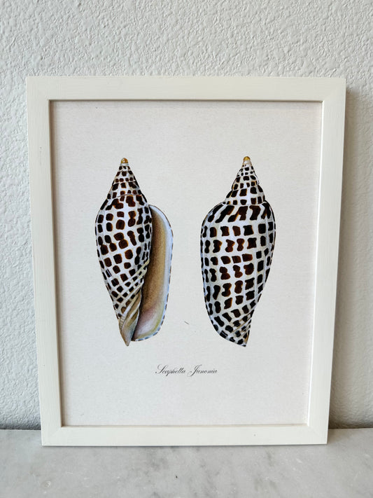 Junonia Shell Print