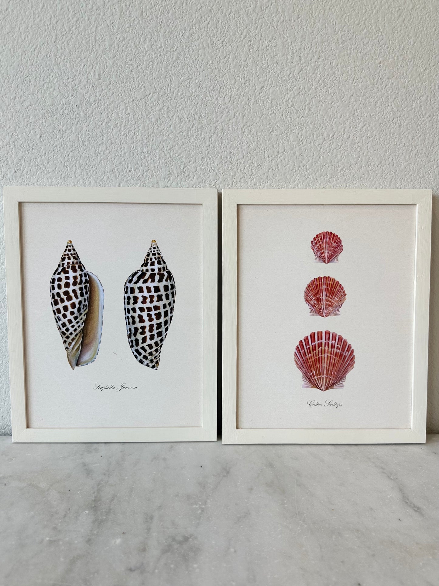 Junonia Shell Print