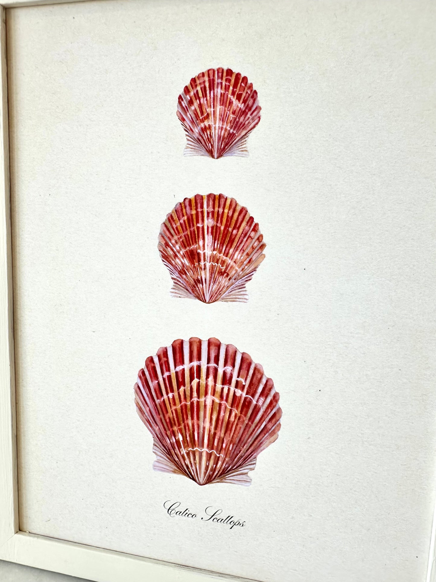 Calico Scallop Print