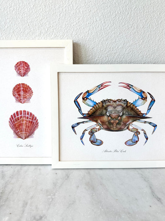Blue Crab Print