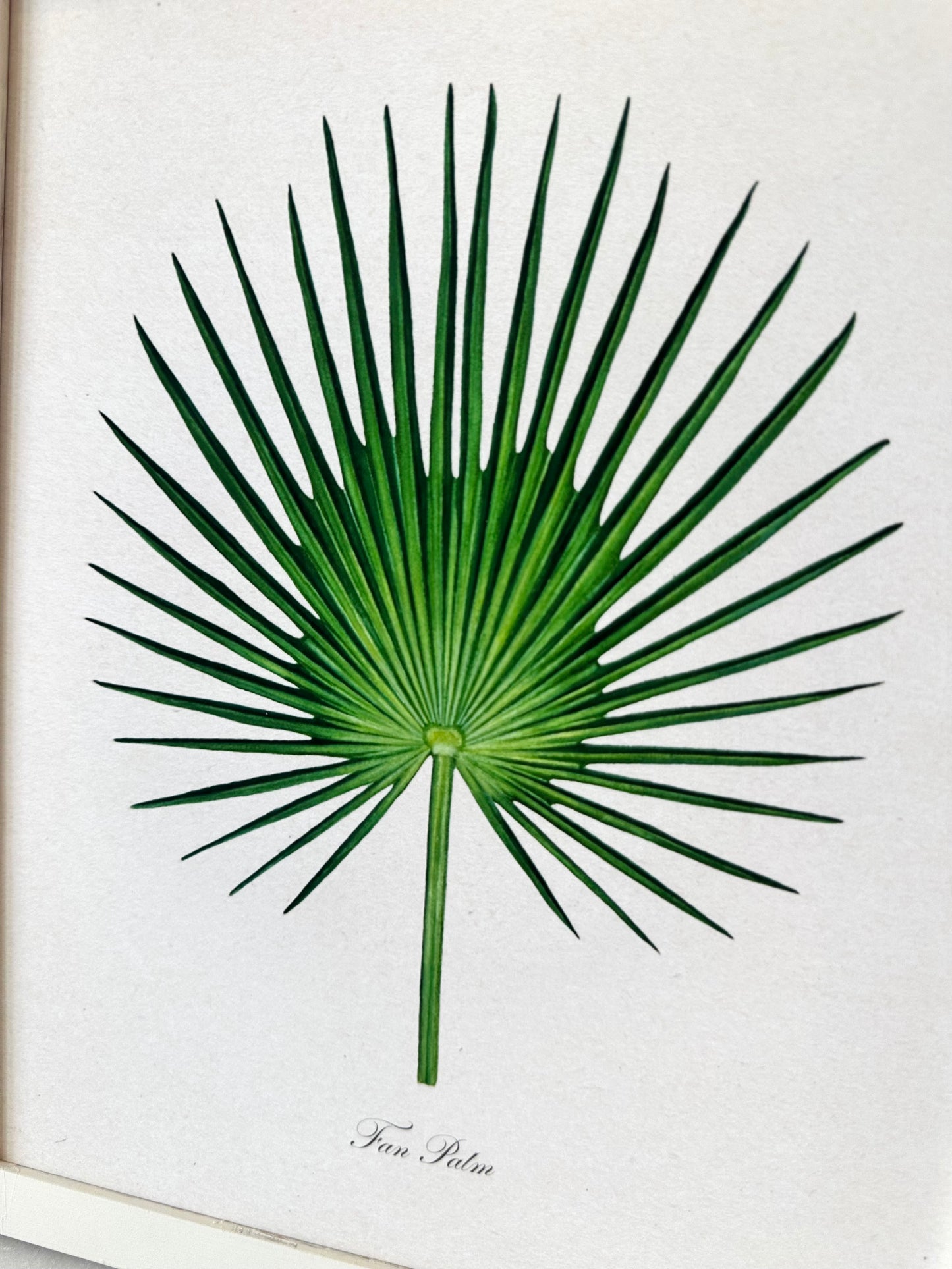 Fan Palm Print