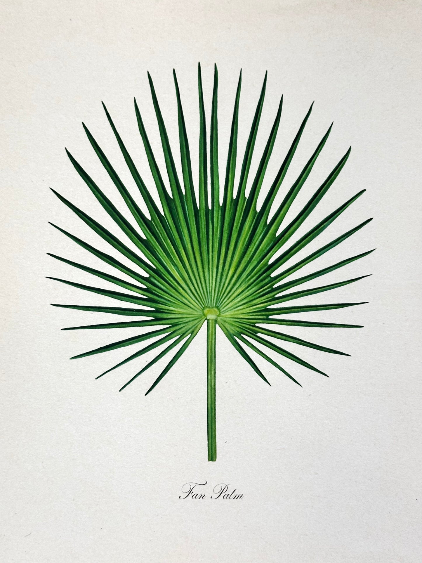 Fan Palm Print