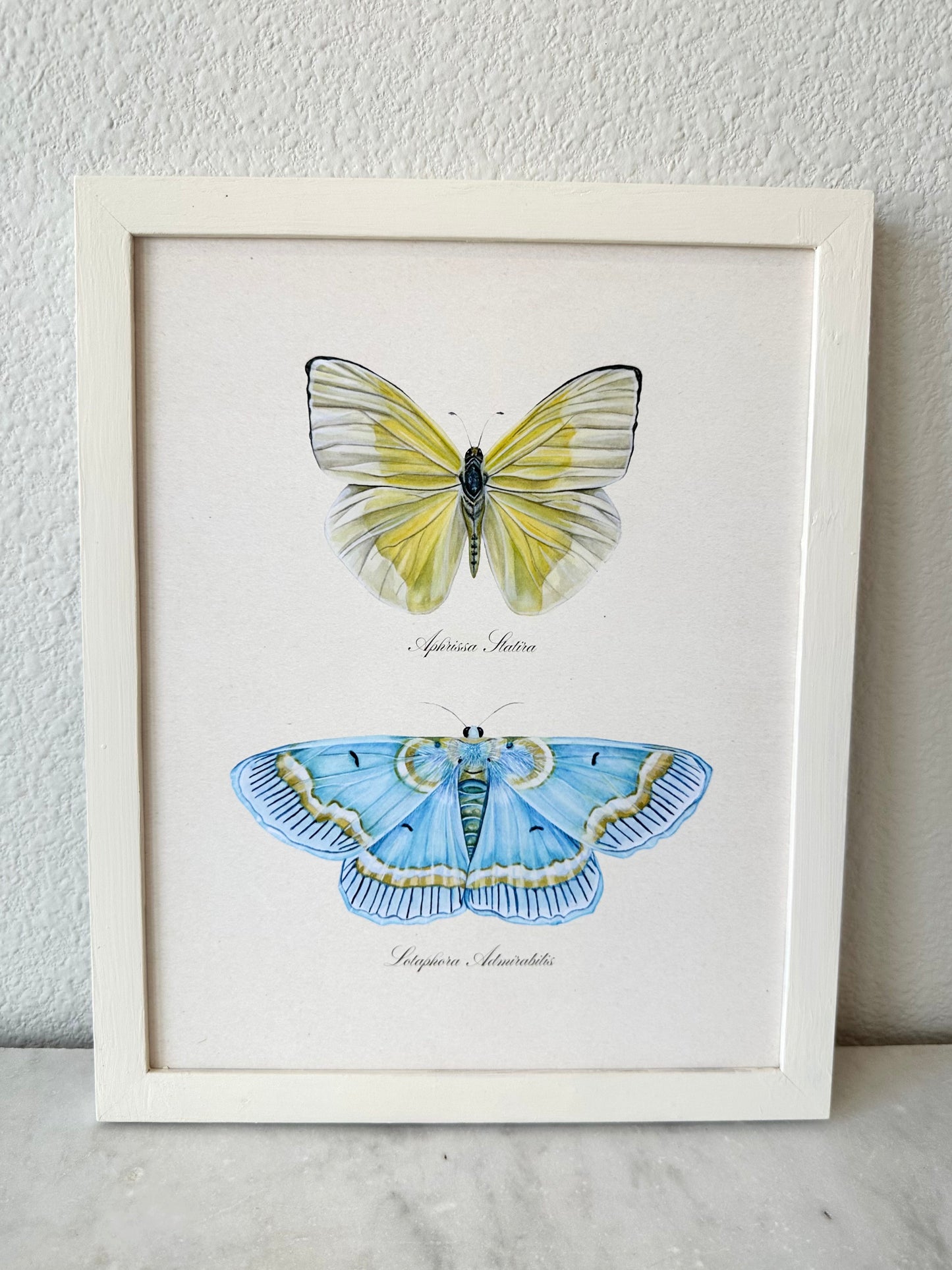 Yellow Butterfly + Blue Moth Print