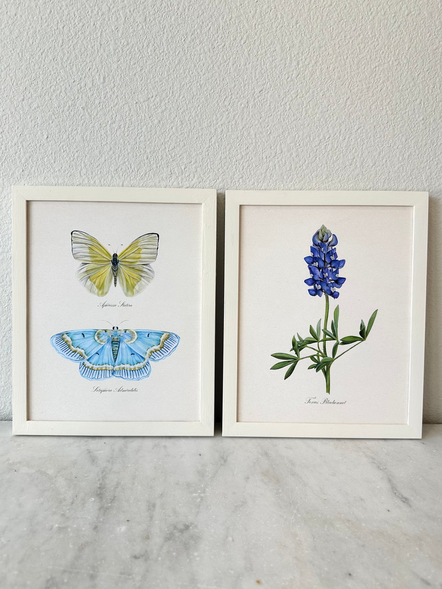Texas Bluebonnet Vintage Print