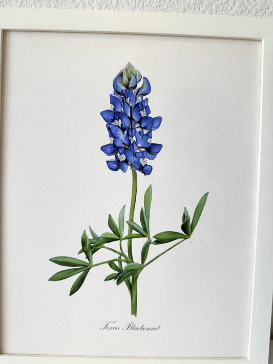 Texas Bluebonnet Vintage Print