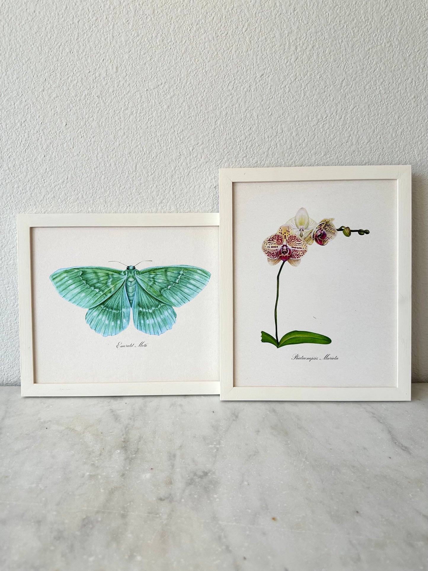 Orchid Plant Print