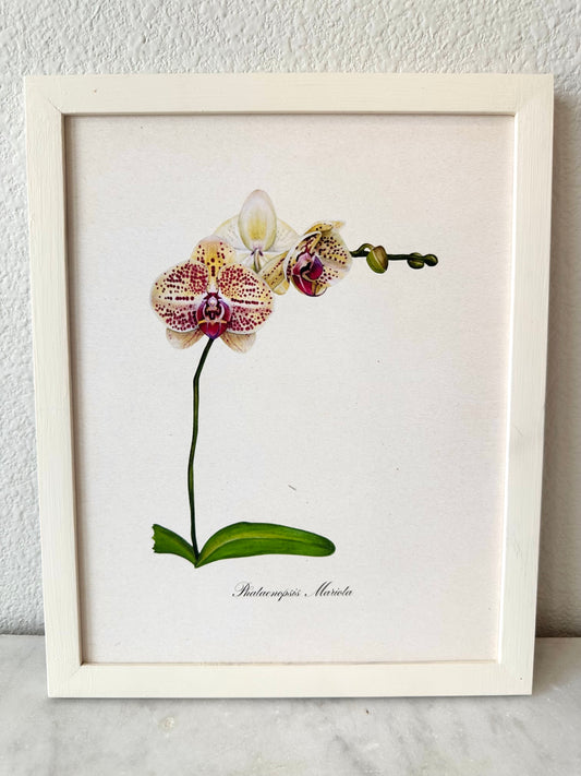 Orchid Plant Print