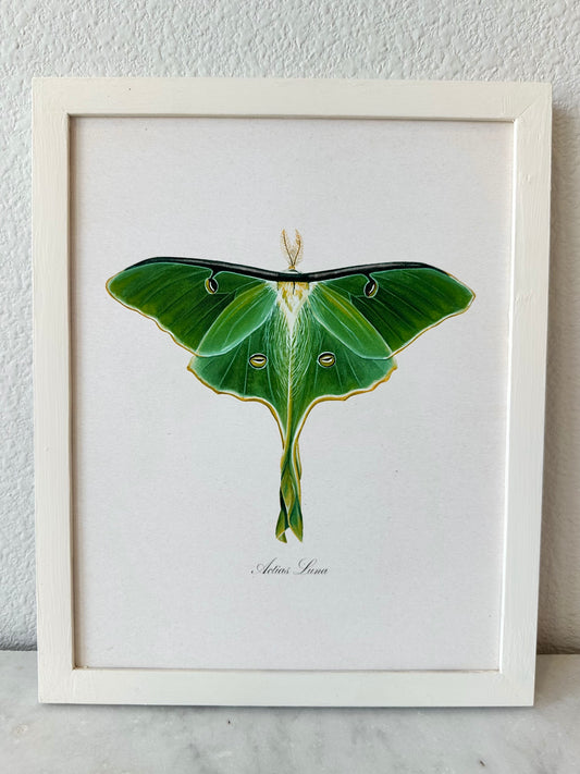 Luna Moth Print