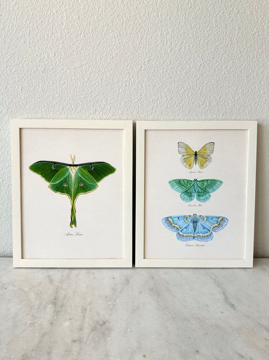Butterfly Trio #1 Print