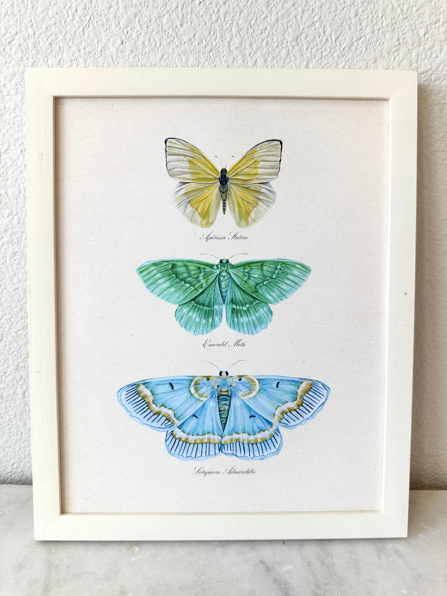 Butterfly Trio #1 Print