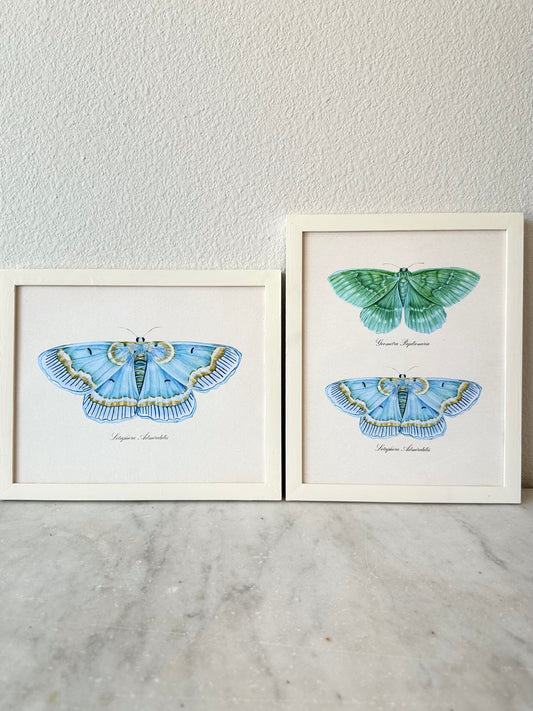 Emerald + Blue Moth Print