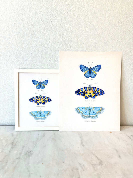 Butterfly Trio #3